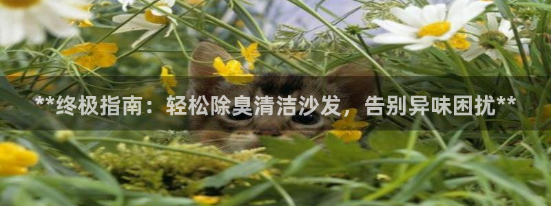 尊龙凯时取款有要求吗：**终极指南：轻松除臭清洁沙发，告