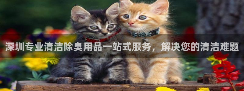 凯时登录：深圳专业清
