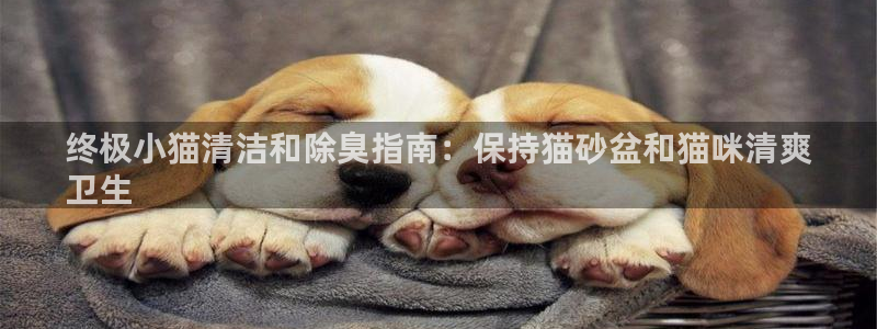 尊龙凯时代理官网入口：终极小猫清洁和除臭指南：保持猫砂盆