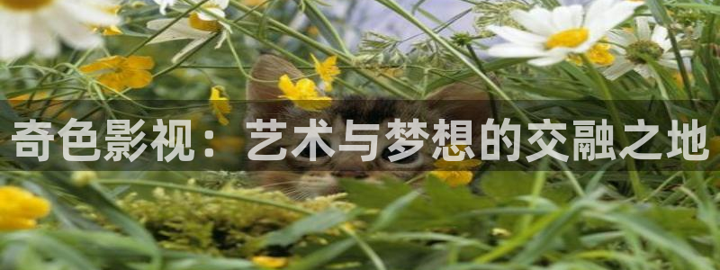 五杀影院免费在线观看